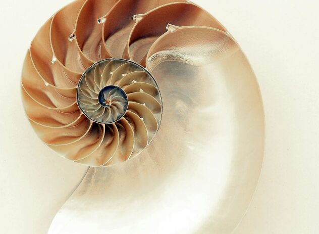 The spiral of a shell shimmering in coral tones and mother of pearl